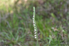 Spiranthes lancea